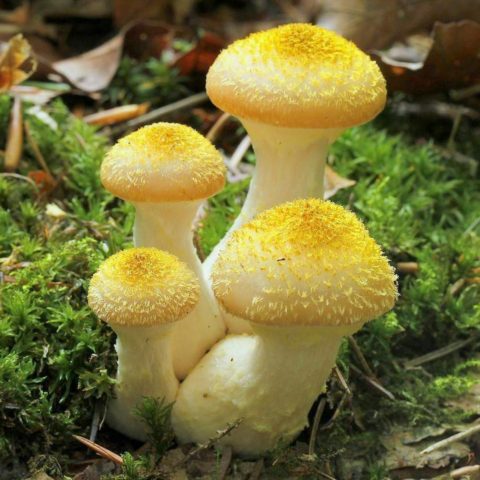 Honey mushrooms in the Urals in 2022: mushroom places