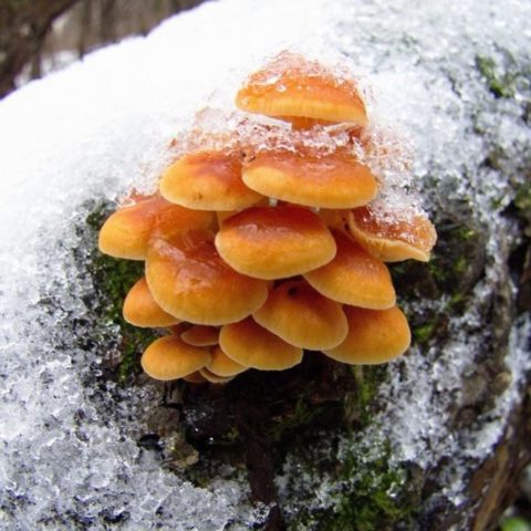 Honey mushrooms in the Urals in 2022: mushroom places