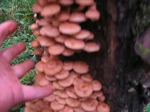 Honey mushrooms in the Urals in 2022: mushroom places