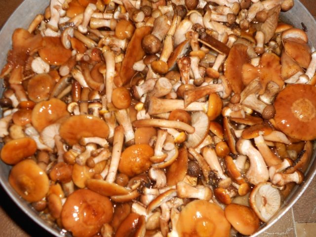 Honey mushrooms in tomato sauce: with onions, tomatoes, spicy