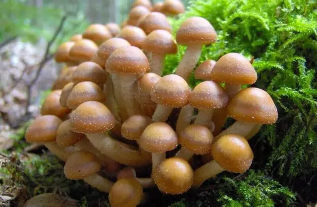 Honey mushrooms in Ufa in 2022: mushroom places, picking dates