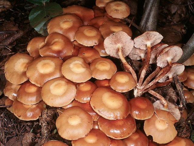 Honey mushrooms in Ufa in 2022: mushroom places, picking dates