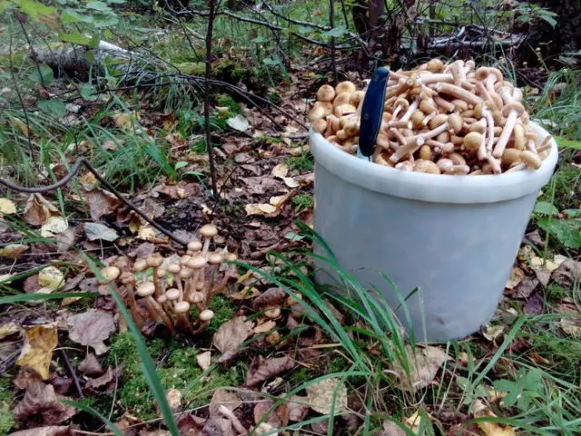 Honey mushrooms in Ufa in 2022: mushroom places, picking dates