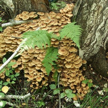 Honey mushrooms in Ufa: the most mushroom places