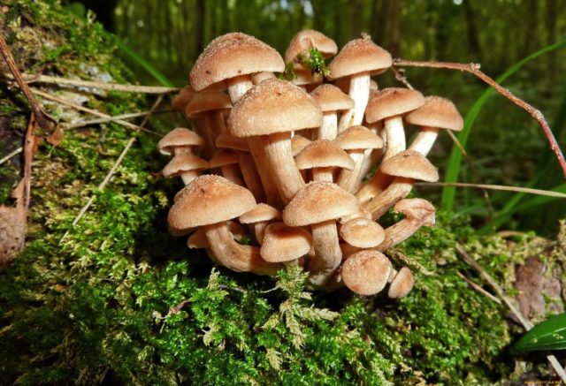 Honey mushrooms in Yekaterinburg (Sverdlovsk region) in 2022: October, September, mushroom places