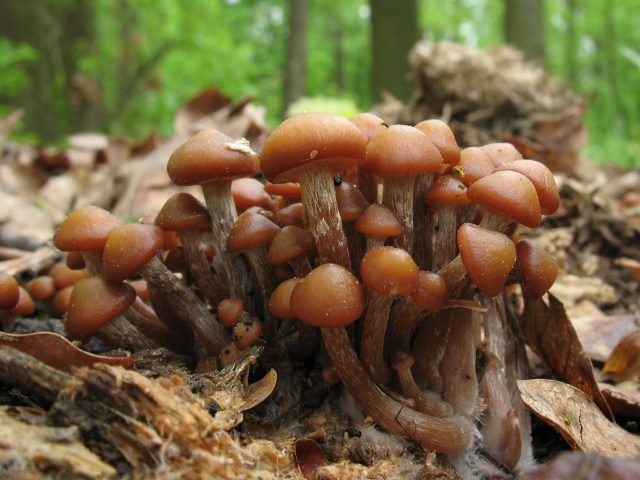 Honey mushrooms in Yekaterinburg (Sverdlovsk region) in 2022: October, September, mushroom places