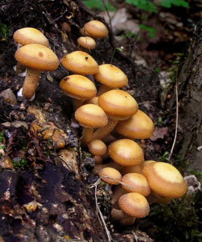 Honey mushrooms in Yekaterinburg (Sverdlovsk region) in 2022: October, September, mushroom places