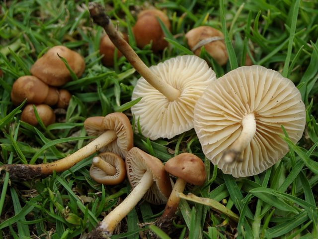 Honey mushrooms in Yekaterinburg (Sverdlovsk region) in 2022: October, September, mushroom places