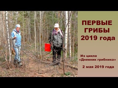 Honey mushrooms in Yekaterinburg (Sverdlovsk region) in 2022: October, September, mushroom places