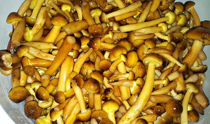 Honey mushrooms marinated for the winter with different types of vinegar