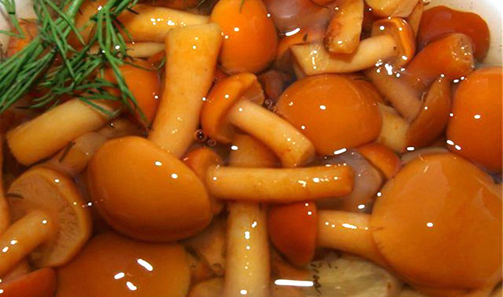 Honey mushrooms marinated for the winter with different types of vinegar