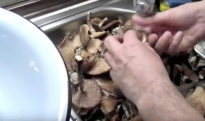 Honey mushrooms marinated for the winter with different types of vinegar