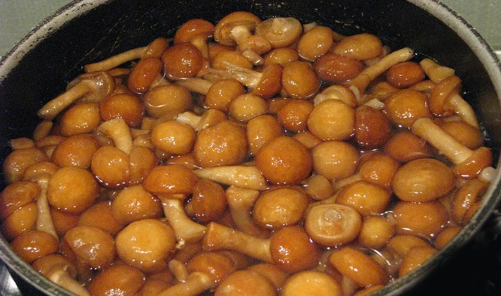 Honey mushrooms marinated for the winter with different types of vinegar