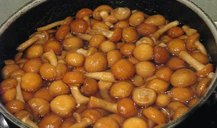 Honey mushrooms marinated for the winter with different types of vinegar