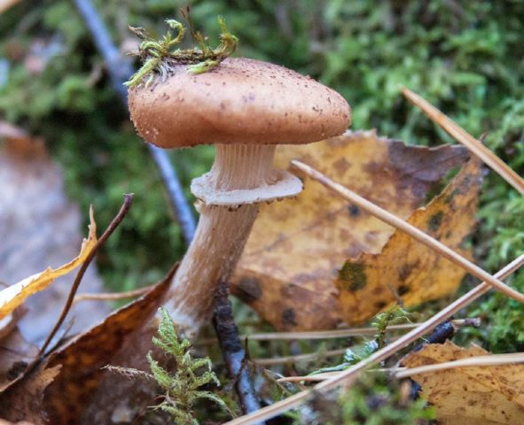 Honey mushrooms of the Leningrad region and St. Petersburg (St. Petersburg): photo and name, mushroom places