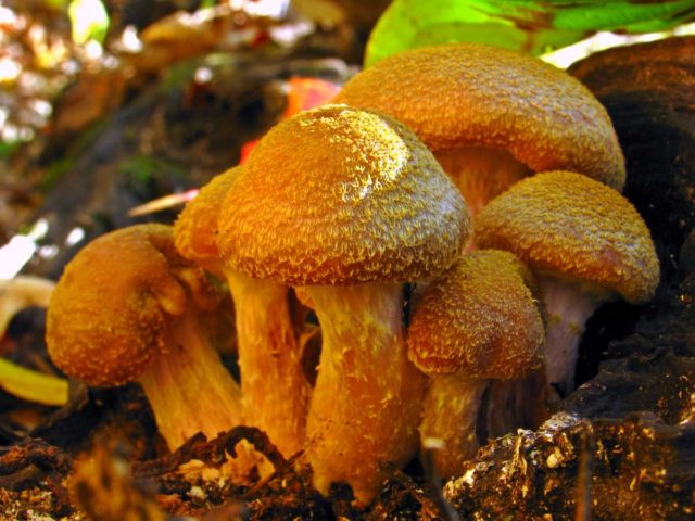 Honey mushrooms of the Leningrad region and St. Petersburg (St. Petersburg): photo and name, mushroom places