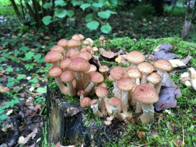 Honey mushrooms of the Saratov region: where they collect, when they grow