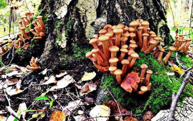 Honey mushrooms of the Saratov region: where they collect, when they grow