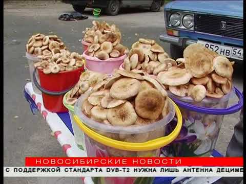 Honey mushrooms of the Saratov region: where they collect, when they grow