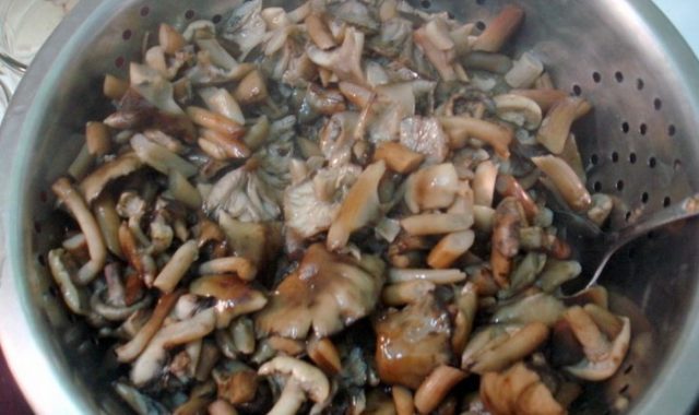 Honey mushrooms under oppression: recipes with step by step photos