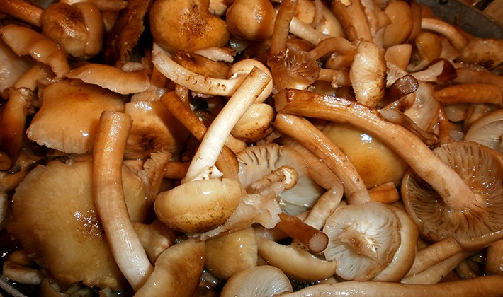 Honey mushrooms without sterilization: recipes for mushroom blanks for the winter