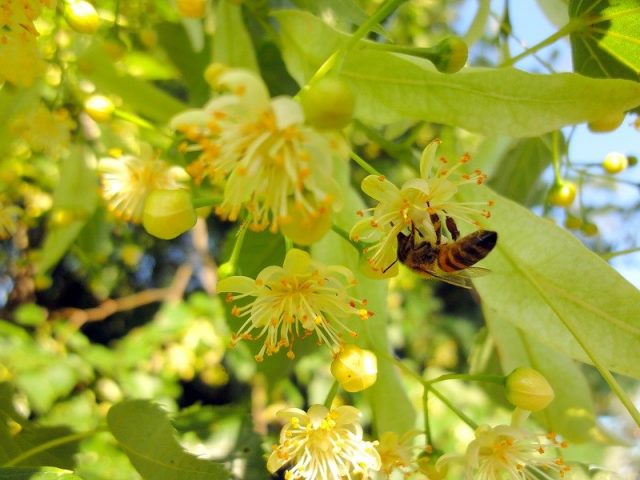 Honey trees and shrubs