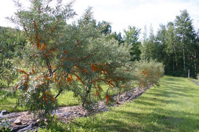 Honey trees and shrubs