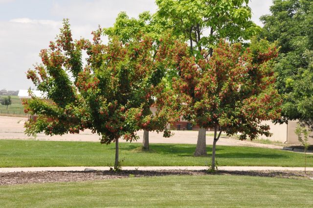 Honey trees and shrubs