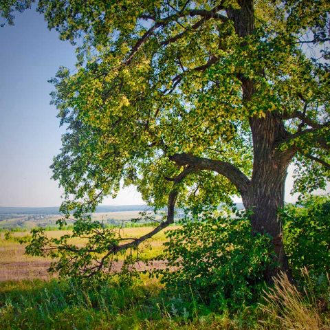 Honey trees and shrubs