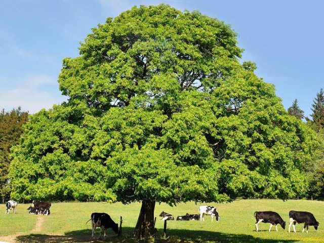 Honey trees and shrubs