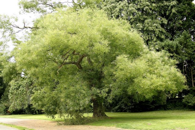 Honey trees and shrubs