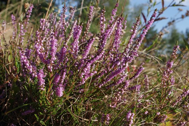 Honey trees and shrubs