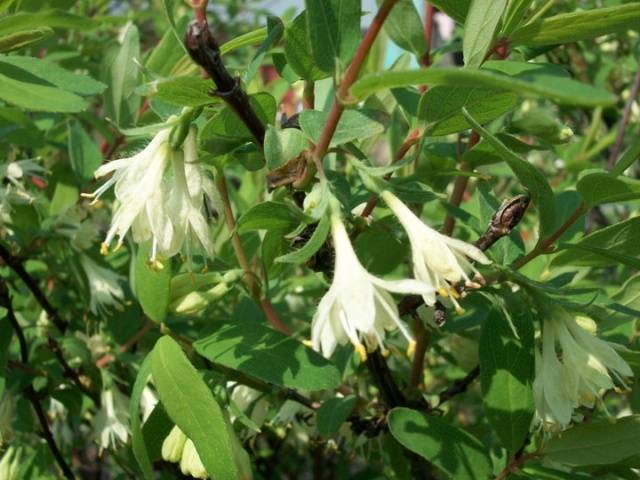 Honeysuckle Amphora