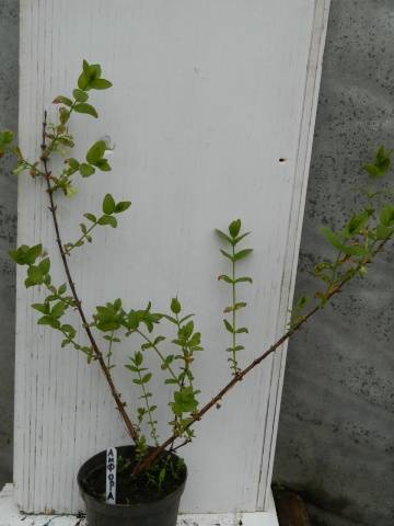 Honeysuckle Amphora