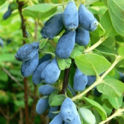 Honeysuckle Amphora