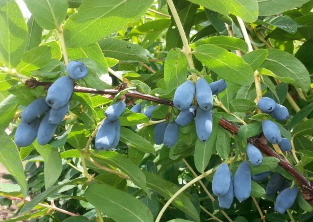 Honeysuckle Azure: variety description, photos, reviews, planting and care