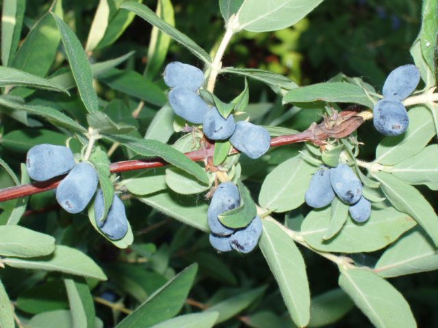 Honeysuckle Azure: variety description, photos, reviews, planting and care