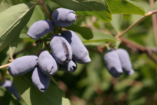 Honeysuckle Azure: variety description, photos, reviews, planting and care