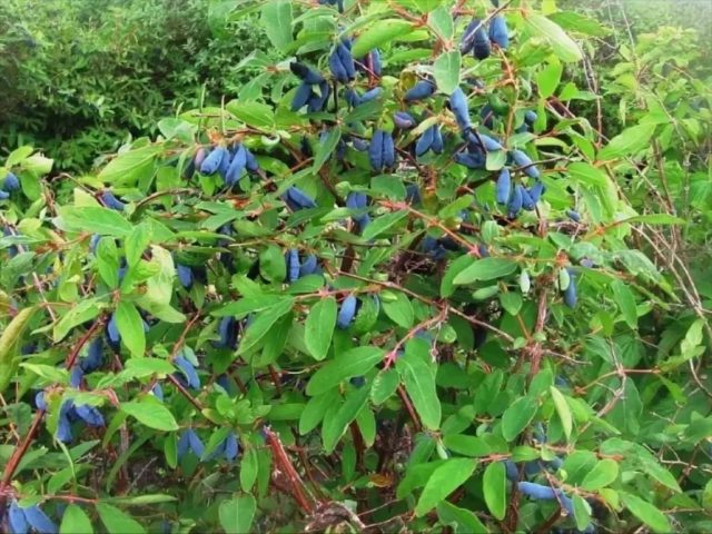 Honeysuckle Azure: variety description, photos, reviews, planting and care