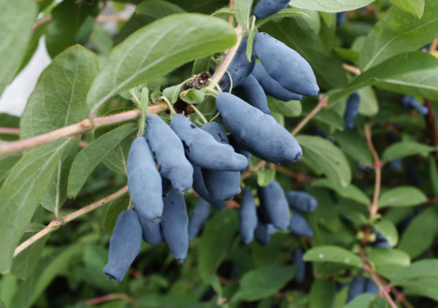 Honeysuckle Azure: variety description, photos, reviews, planting and care