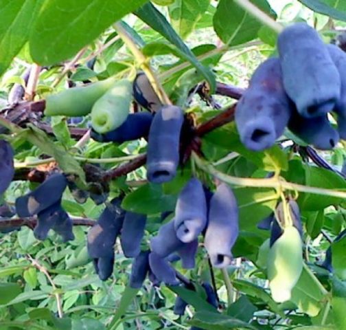 Honeysuckle Azure: variety description, photos, reviews, planting and care