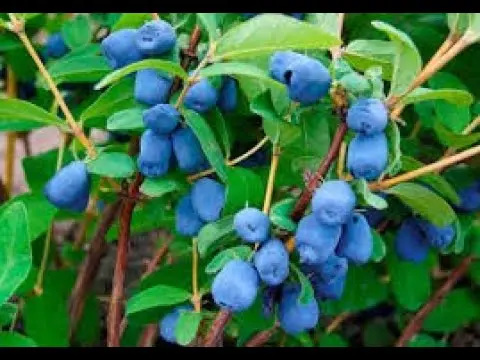 Honeysuckle Azure: variety description, photos, reviews, planting and care