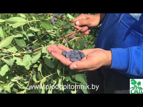 Honeysuckle Bakcharsky Giant