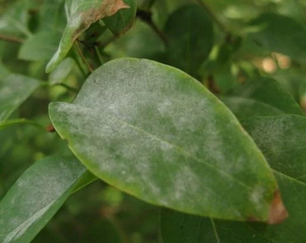 Honeysuckle Bazhovskaya: variety description, photos, reviews