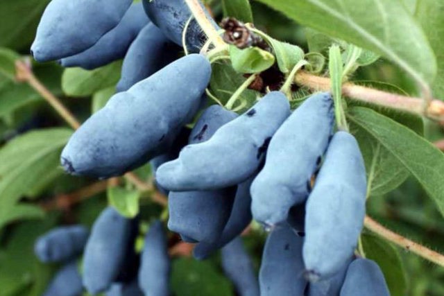 Honeysuckle berries are bitter: what does it mean, is it possible to eat, how to remove bitterness