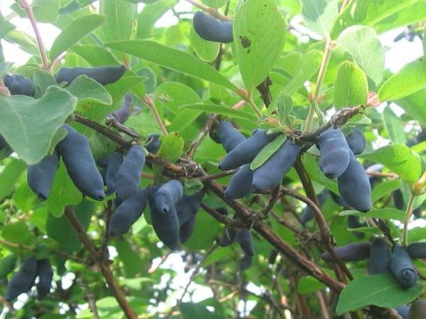 Honeysuckle berries are bitter: what does it mean, is it possible to eat, how to remove bitterness