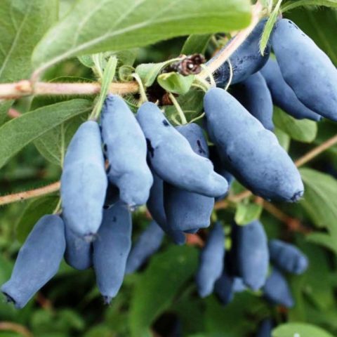 Honeysuckle berries are bitter: what does it mean, is it possible to eat, how to remove bitterness