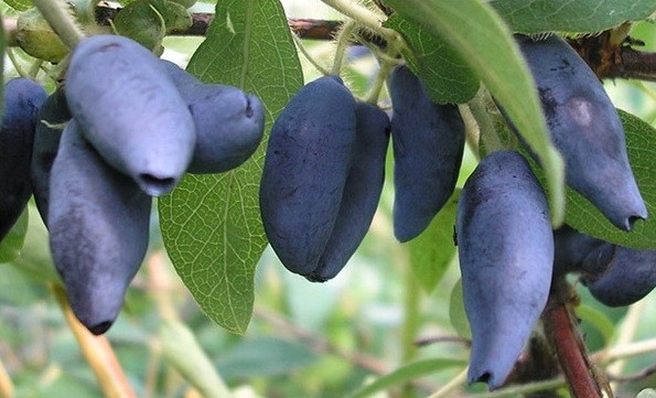 Honeysuckle berries are bitter: what does it mean, is it possible to eat, how to remove bitterness