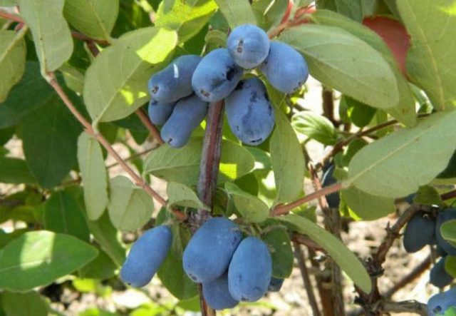 Honeysuckle berries are bitter: what does it mean, is it possible to eat, how to remove bitterness