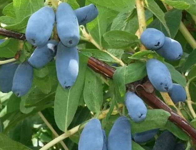 Honeysuckle berries are bitter: what does it mean, is it possible to eat, how to remove bitterness